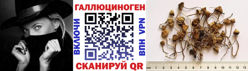 Псилоцибиновые грибы прущие грибы  Тотьма 